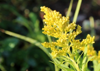 The native Canada goldenrod, an important source of nectar for bees, also provides cover for a variety of birds.