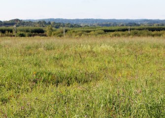 Honeywell worked with Audubon to create a native grassland habitat at the consolidation area as part of Audubon New York’s Grassland Bird Conservation Program.