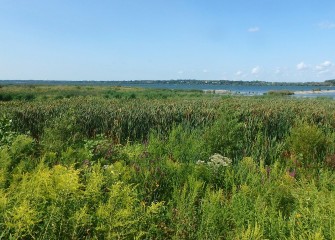 Fourteen acres of wetlands and four acres of shoreline habitat were completed at the Southwest Lakeshore in 2017 as part of the Onondaga Lake Habitat Restoration Plan.