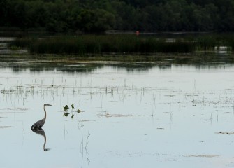 A Great Blue Heron wades in still waters in Onondaga Lake near the mouth of Nine Mile Creek.