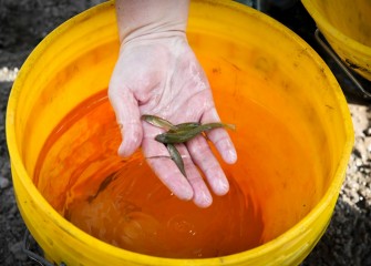 Species found Saturday morning include Banded Killifish (seen here), Emerald shiner, Brown Bullhead, Largemouth Bass and Rock Bass.