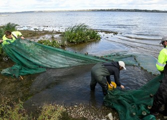 Matt McDonough (left) and Jim Molloy, with Parsons, pull a seine net to shore while YNLT member Candace Shermerhorn captures small fish in a bucket for observation.