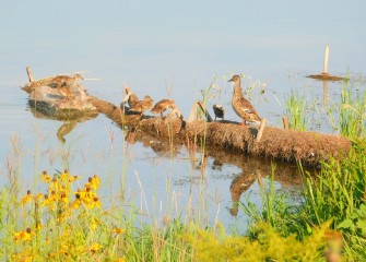 Mallard ducklings rest on a coir log in Nine Mile Creek while their mother keeps watch.