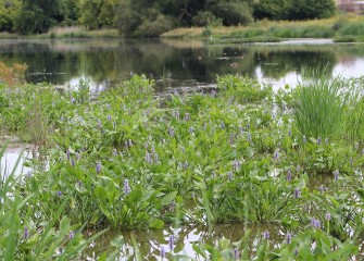 The native pickerelweed (purple blooms) is an emergent species that provides aquatic habitat for various species of fish, such as Chain Pickerel, as the plant name suggests.