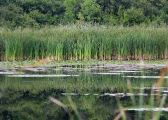 A solitary Pied-billed Grebe (center left) swims in the quiet secluded LCP Wetlands. The Pied-billed Grebe is listed as a threatened species in New York State.