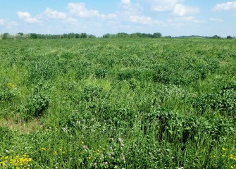 The consolidation area provides habitat for birds and wildlife which will be managed with best practices to foster sustainability.