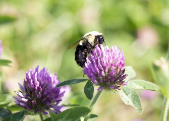 A bumblebee feeds on the nectar from red clover.