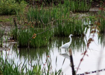 A Snowy Egret is spotted in recently created wetlands along the southwest shoreline of the lake.  Snowy Egrets hunt in shallow wetland waters, waiting to spear prey with their long black bills.