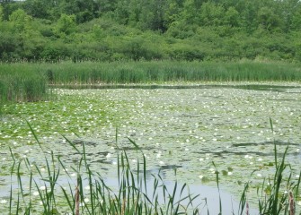 The restoration at LCP Wetlands, completed in 2007, included white water lily pads to establish habitat not present elsewhere around Onondaga Lake.