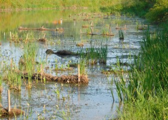 More than two miles of Nine Mile Creek were remediated and restored into a diverse new habitat for wildlife.