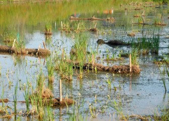 Biodegradable coir logs, made from coconut fiber, are placed in a wetland area to reduce erosion and provide structure for plantings until established.