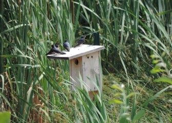 Juvenile Barn Swallows perch on a nesting box installed in wetlands by the Onondaga Lake Conservation Corps. The Barn Swallows will soon start their migration south for the winter.