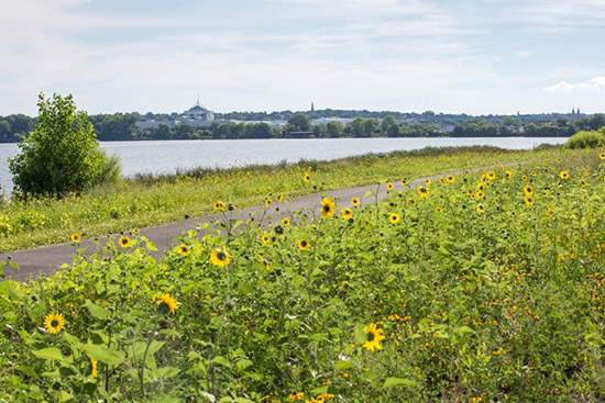 The new Loop-the-Lake Trail extension passes through wetlands where Honeywell has planted a variety of native plant species.